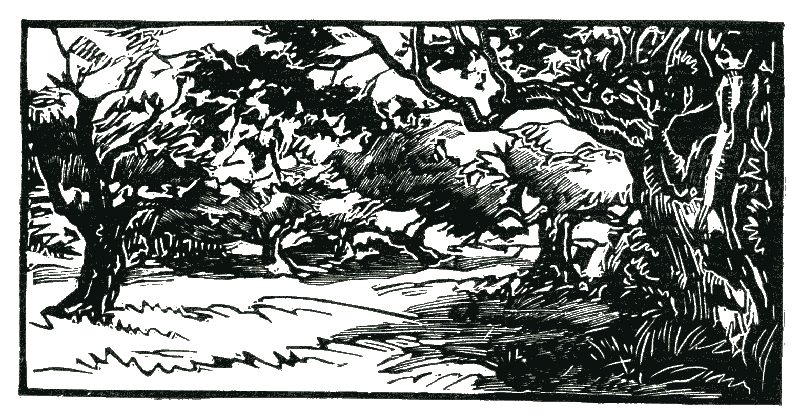 L'Âme des oliviers 2