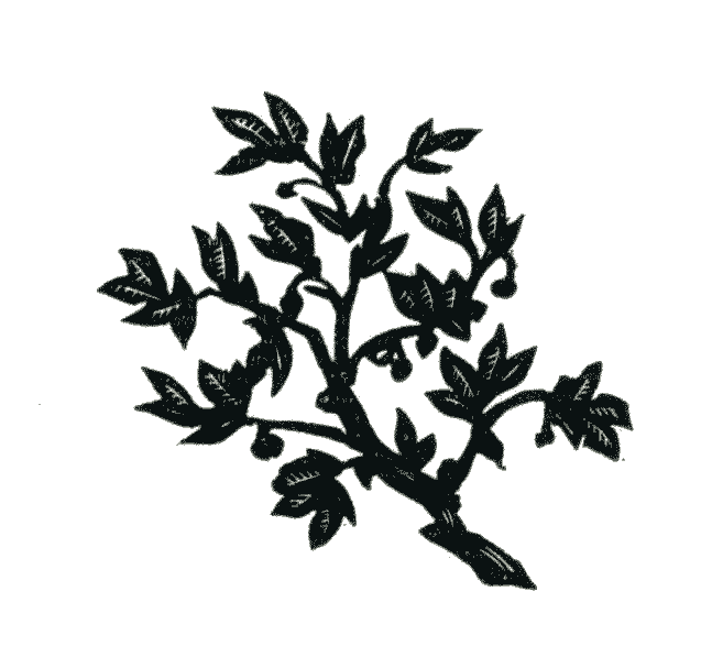 L'Âme des oliviers 3